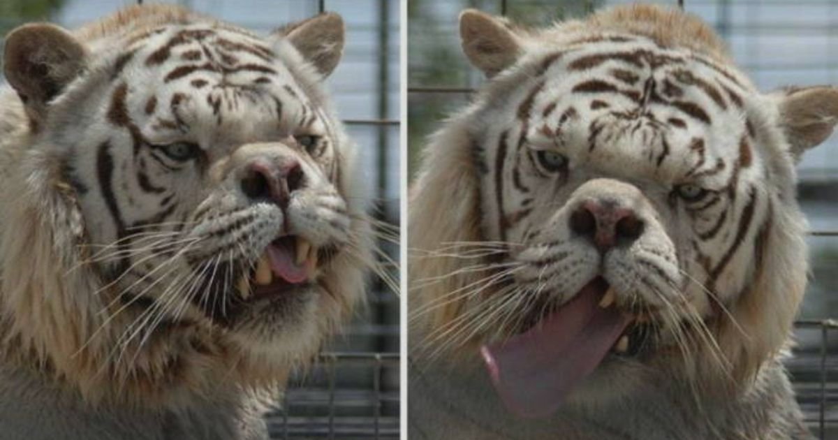 Down Syndrome Animal