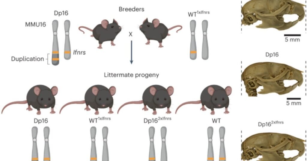 Down Syndrome in Mice can animals get down syndrome