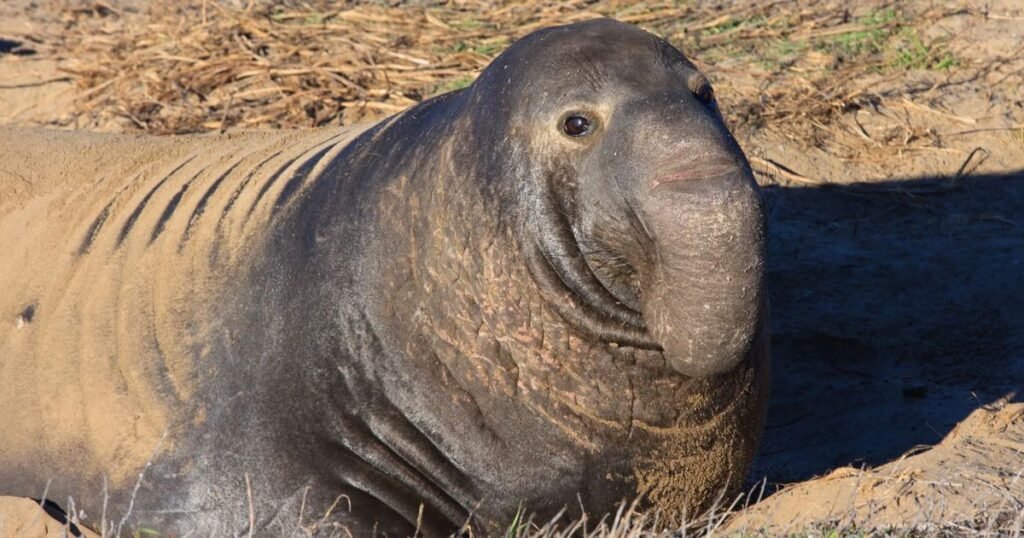 Elephant Seal animals with big noses 