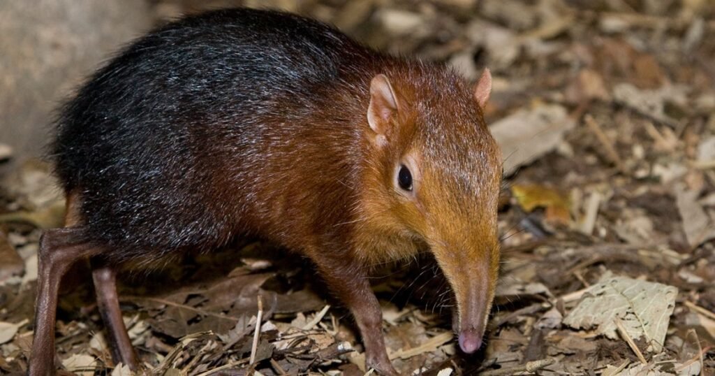 Elephant Shrew animals with big nose