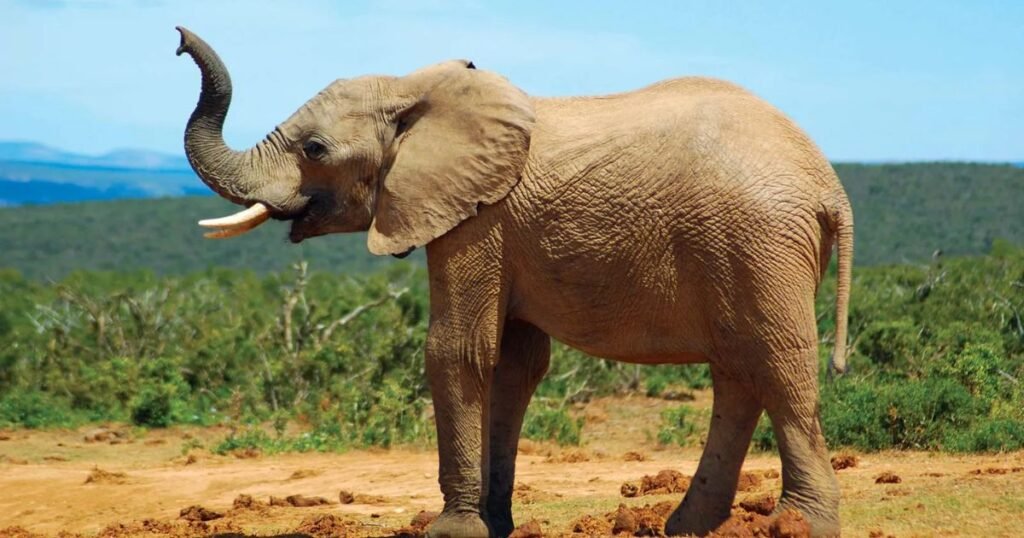 Elephant  big nose creature