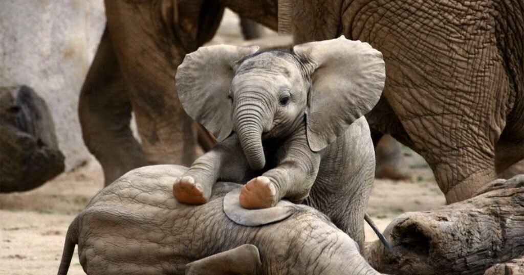 Elephants non jumping mammal