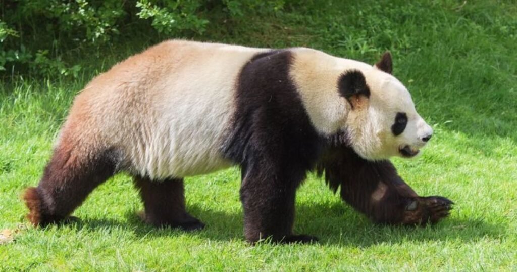 Giant Panda animals that sleep the most