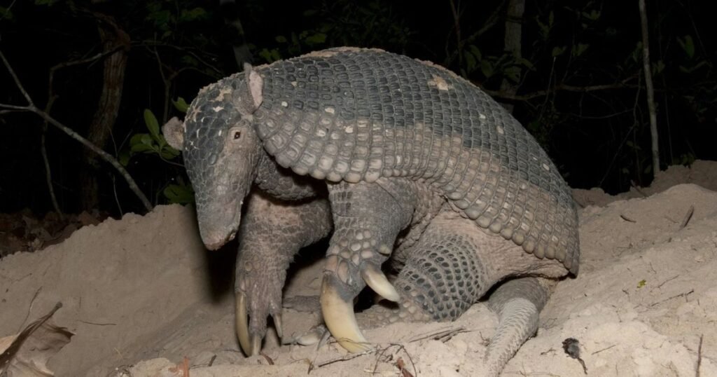 Giant armadillo Animals That Sleep the Most