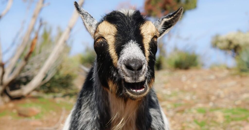 Goat Most Humble Animal