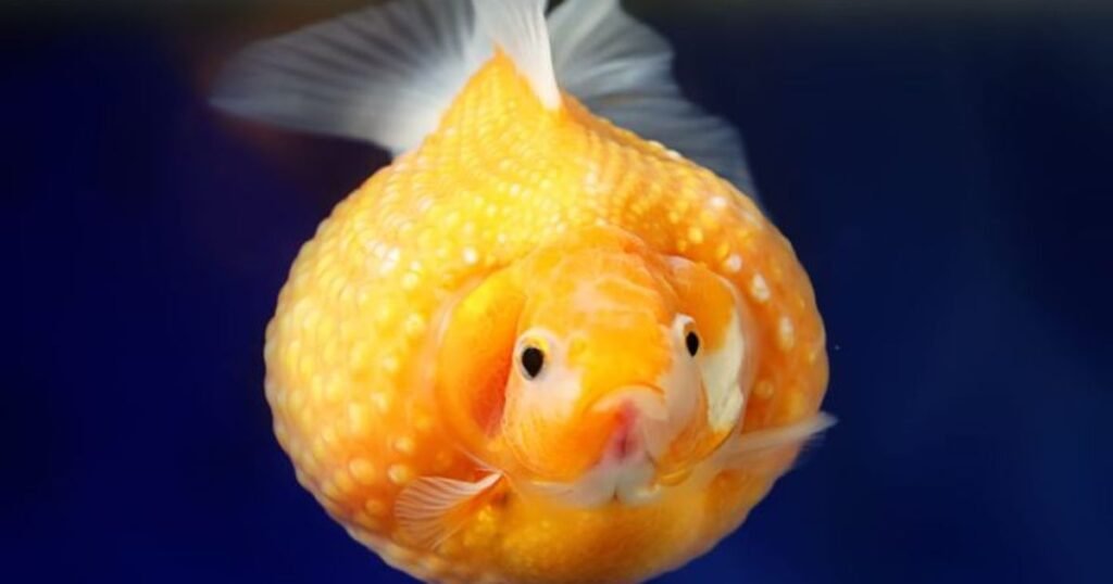 Goldfish Scales animal