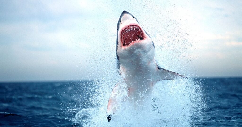 Great White Shark ( Non Mammals)
