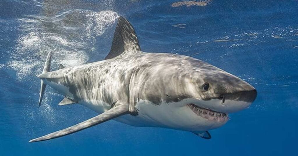 Great White Shark scales animals