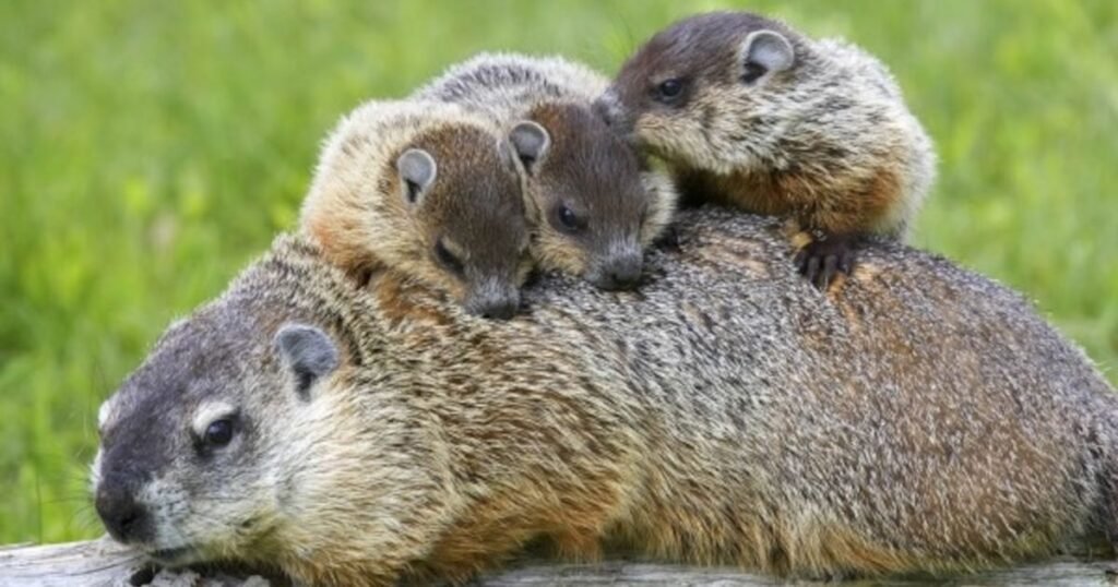 Groundhog biggest rodents