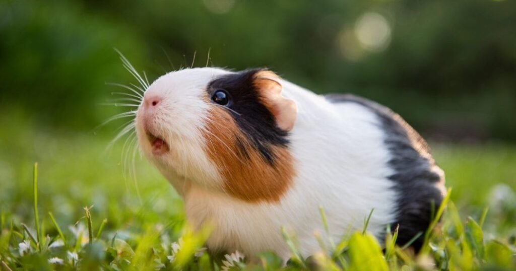 Guinea PIg Anxious Animal