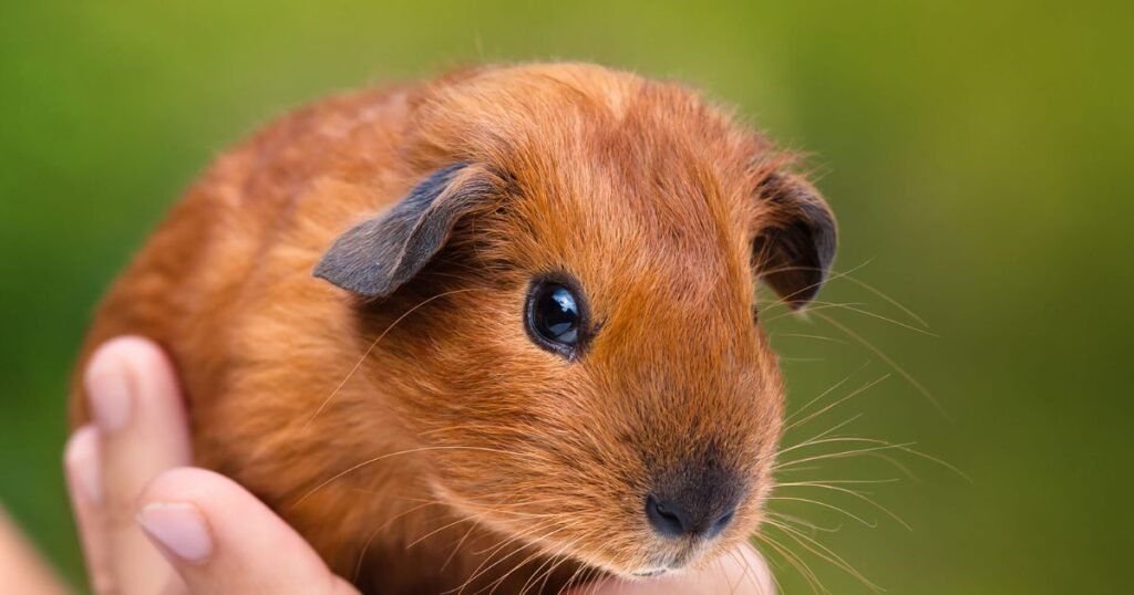 Guinea Pigs capybara similar animals