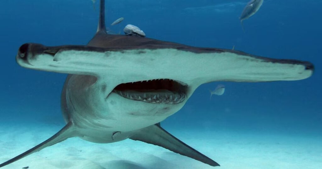 Hammerhead Shark animals with big noses