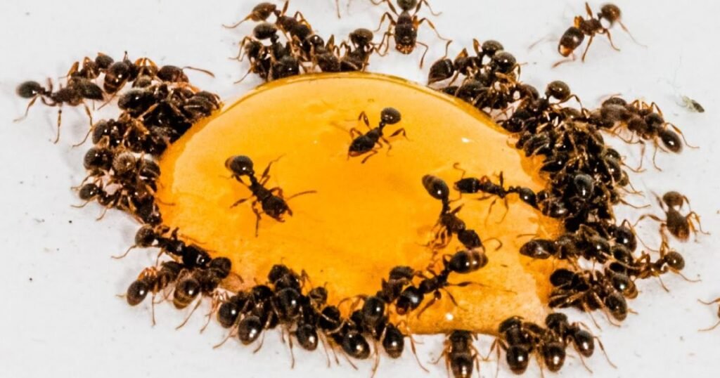 Honey Ants Honey Eating Animals