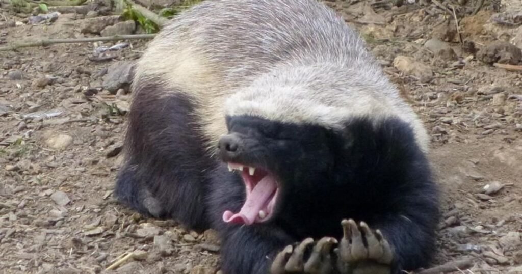 Honey Badgers Honey Eating Animals
