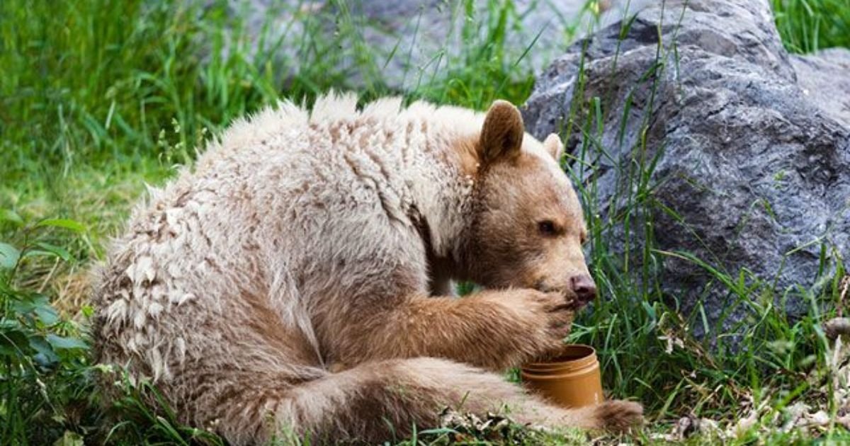 Honey Eating Animals