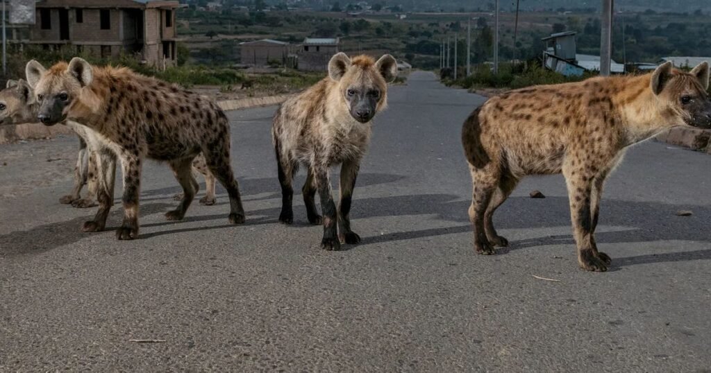Hyenas down syndrome animal