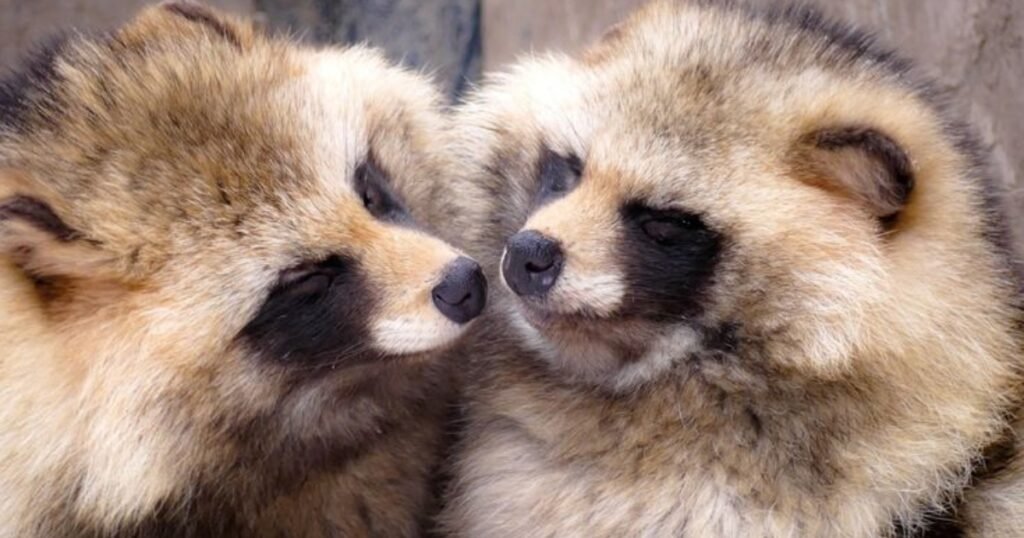 Japanese Raccoon Dog raccoon like mammal