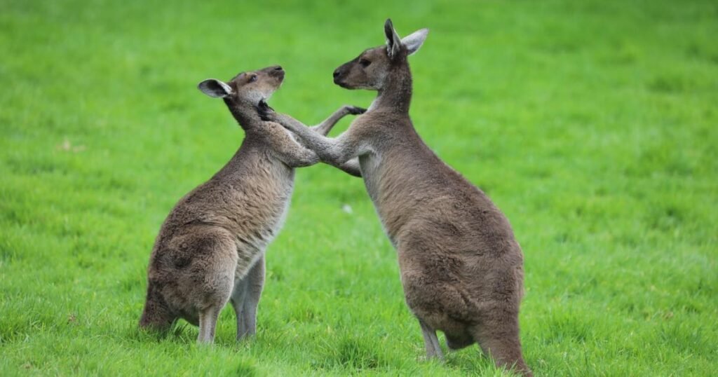 Kangaroos Jumping Animals