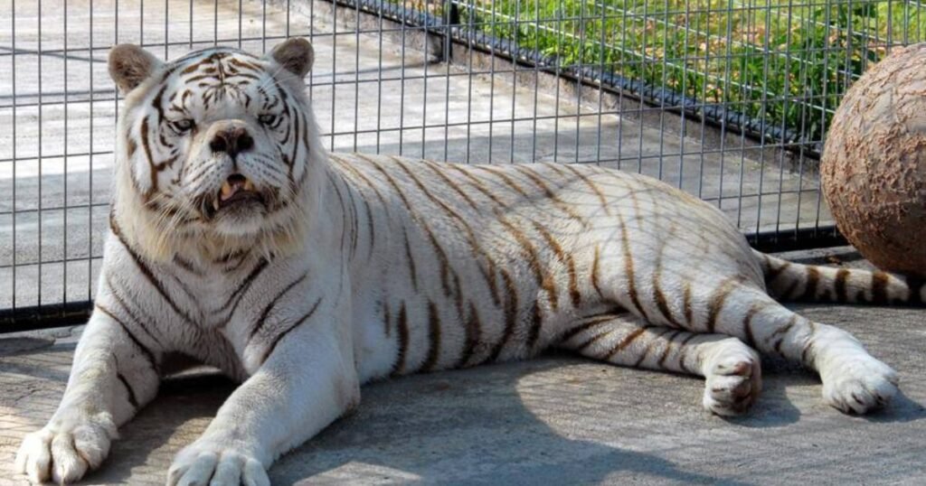 Kenny the Tiger can animals have down syndrome