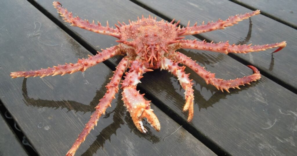King Crab animals with shells