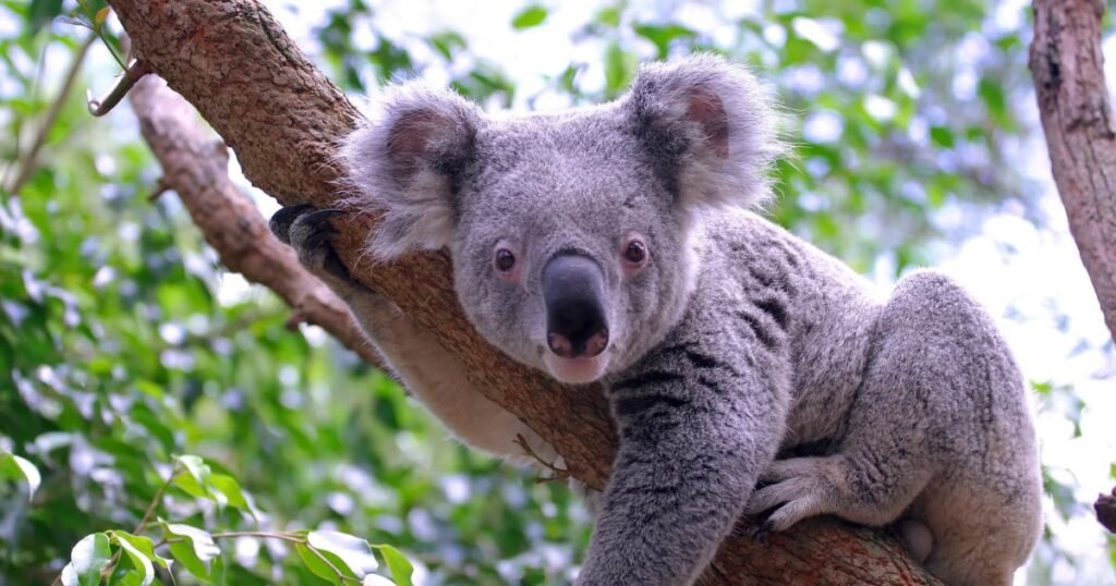 Koala what animal sleeps the most