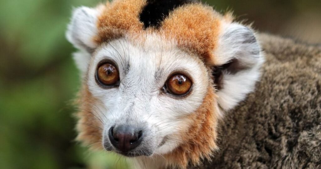 Lemur big eyed animals