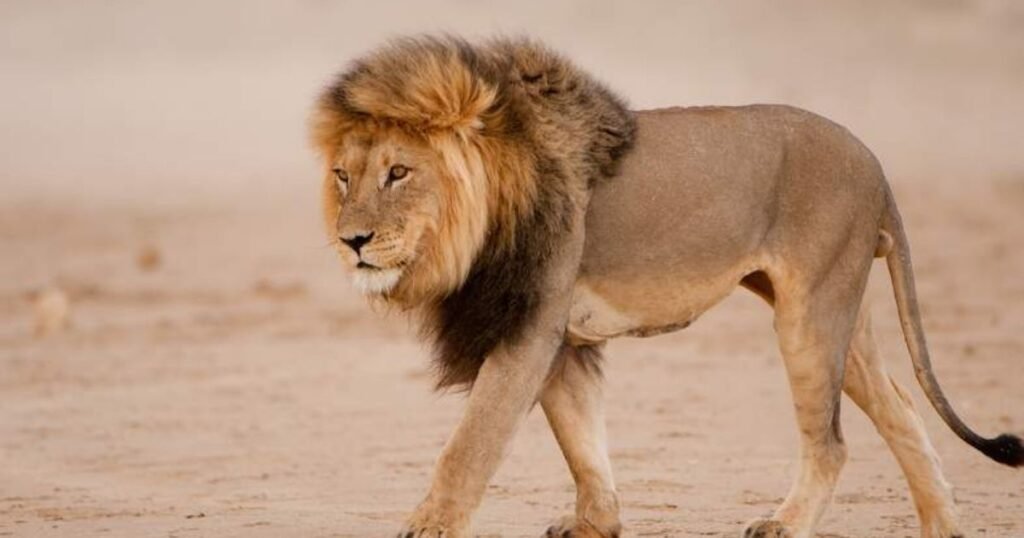 Lion what animals sleep the most