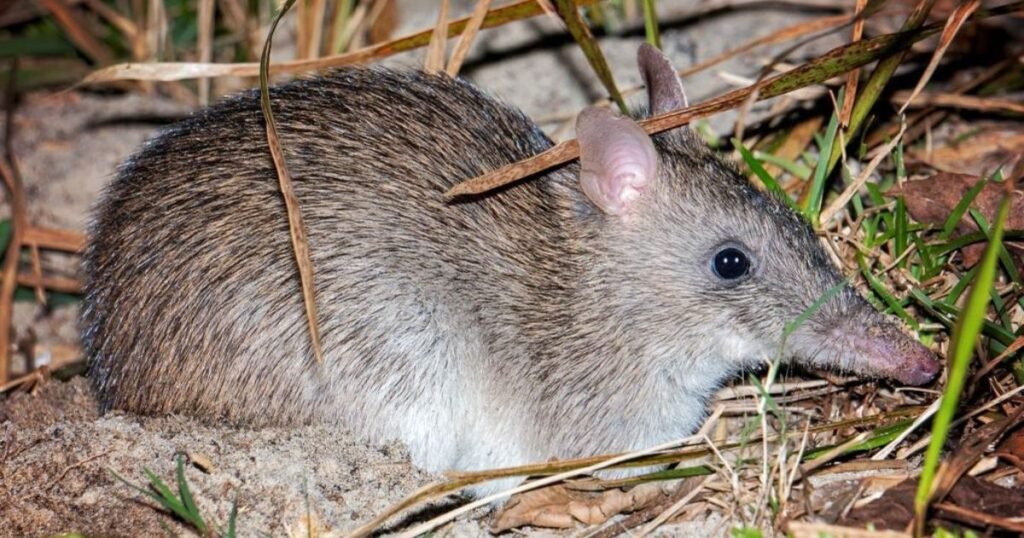 Long-nosed Bandicoot  elongated snout