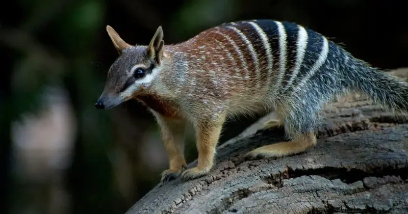 Mammals That Cannot Jump