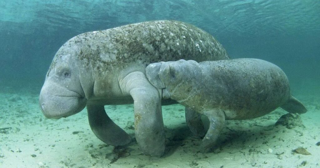 Manatee Most Humble Animal