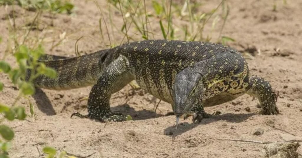 Monitor Lizard Scales animal