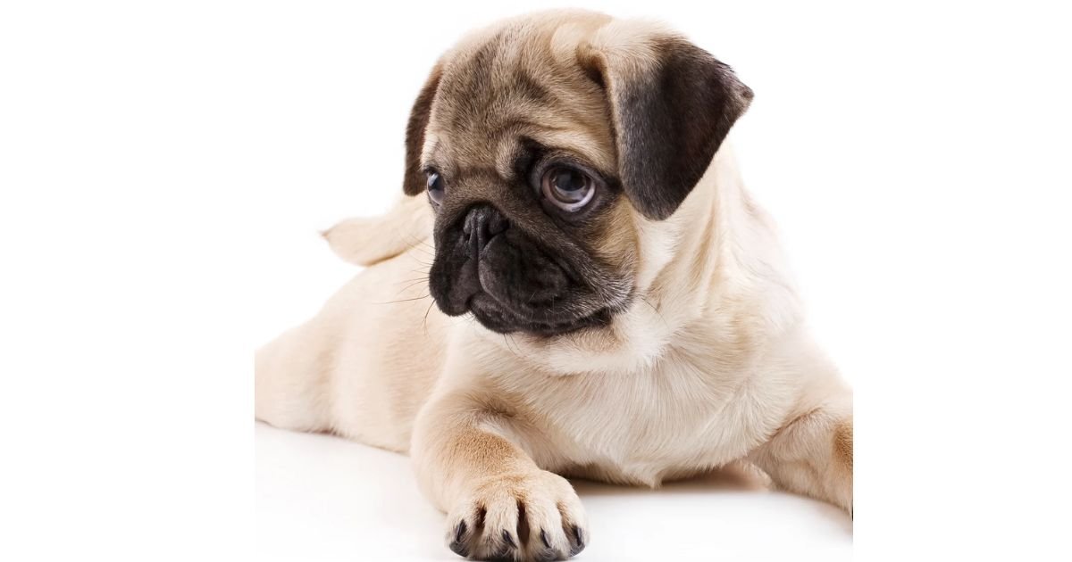 Most Anxious Animals