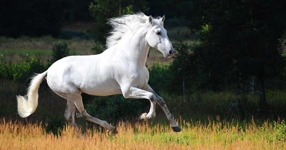 Most Humble Animals