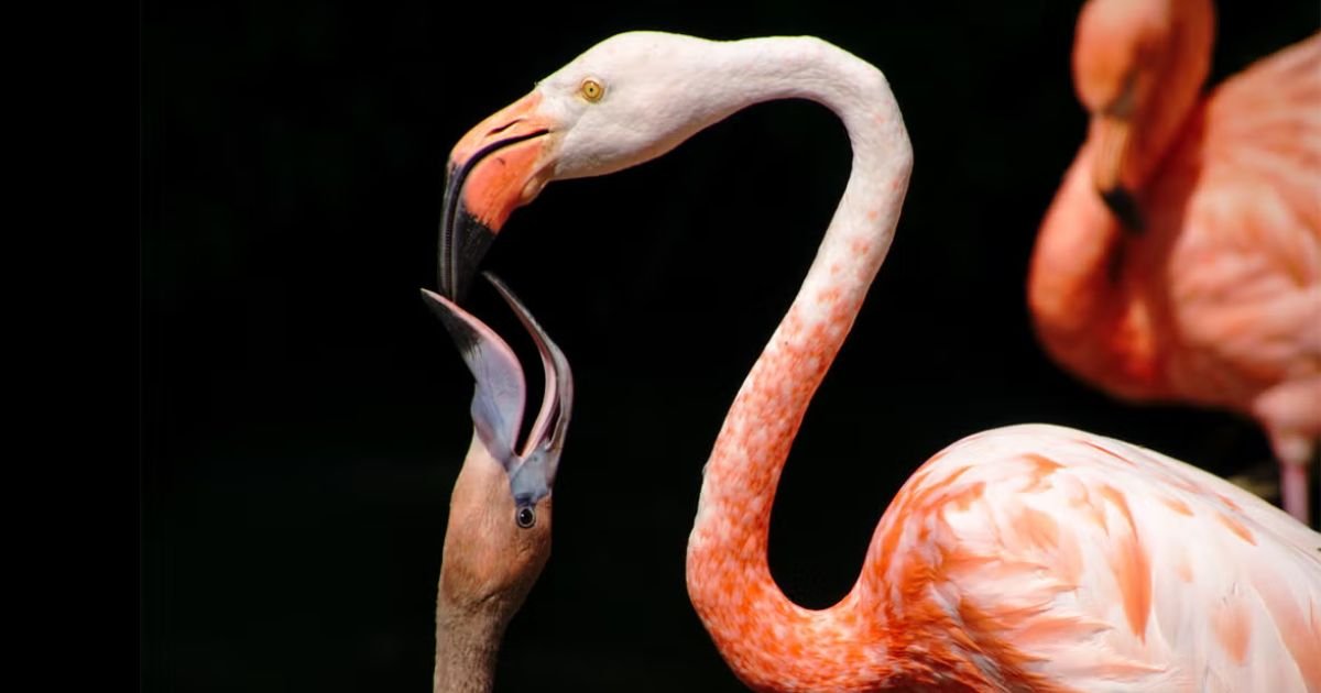 Non Mammal Animals