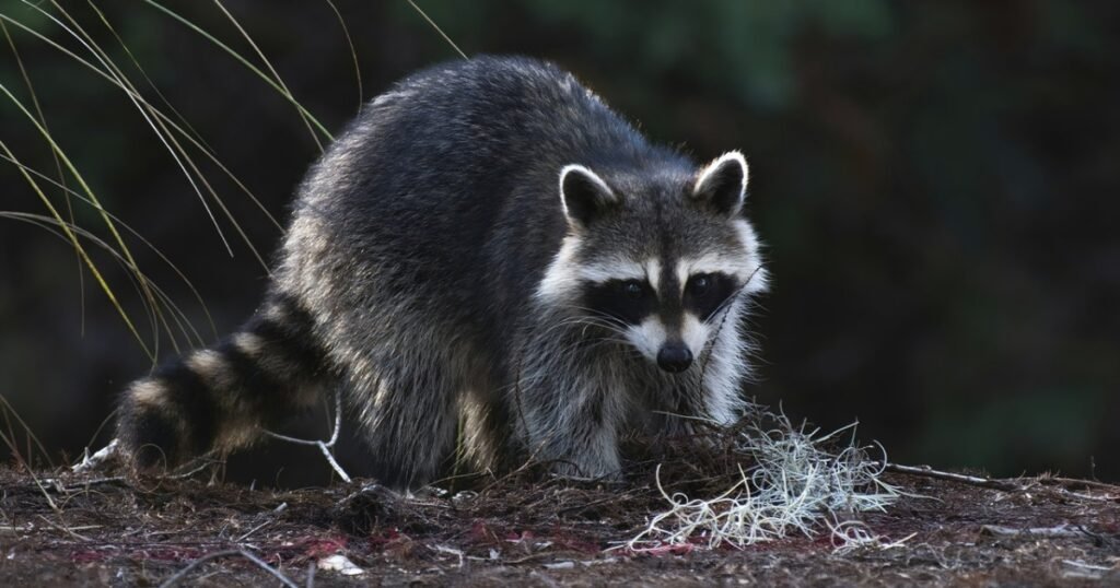 Northern Olingo Racoon like animal