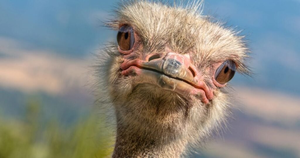Ostrich with Lowest IQ