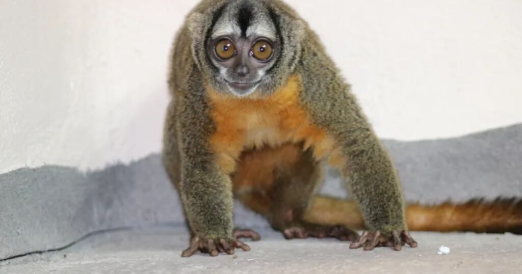 Owl monkey animals that sleep the most