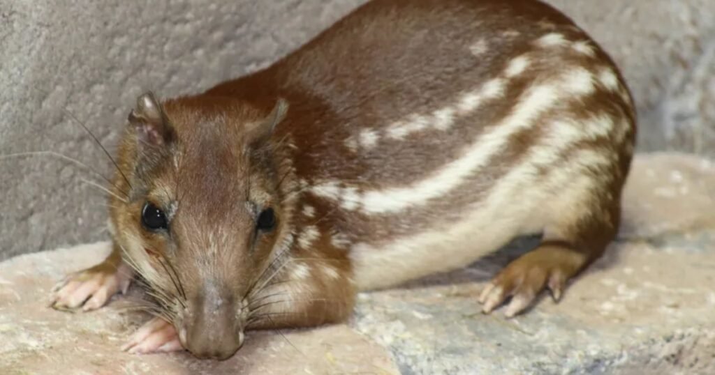 Paca Animals That Look Like Capybara