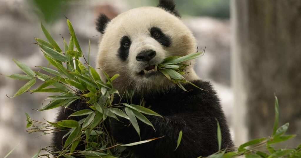 Panda Most Humble Animal