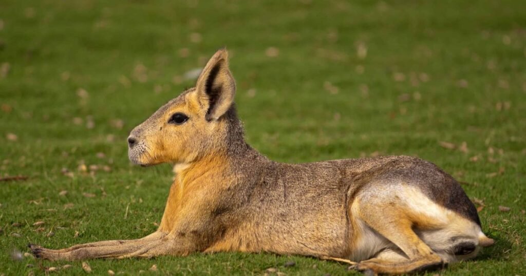 Patagonian Mara Animals That Look Like Capybara
