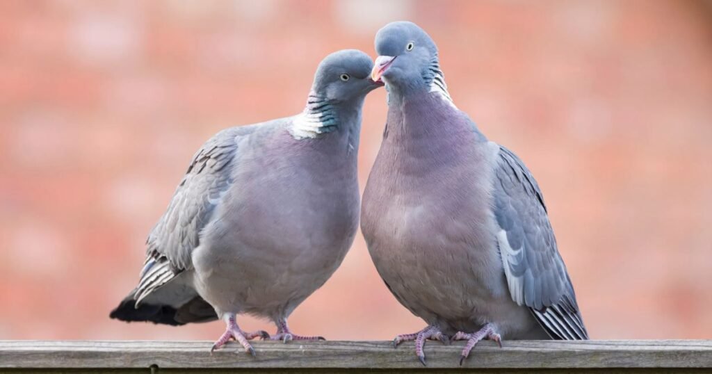Pigeons and Doves ( Non Mammals)