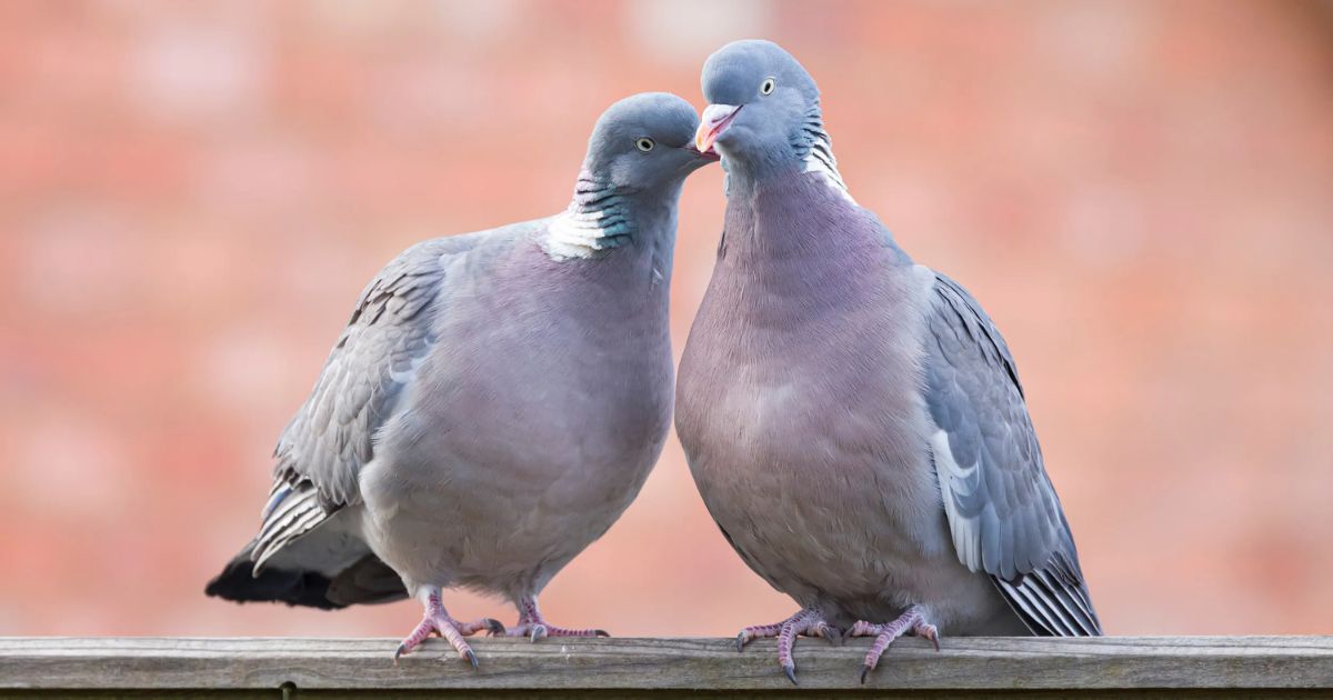 Discover 9+ Non Mammal Animals (With Pictures)