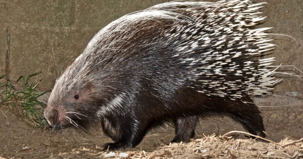 Porcupine Animals That Look Like Capybara