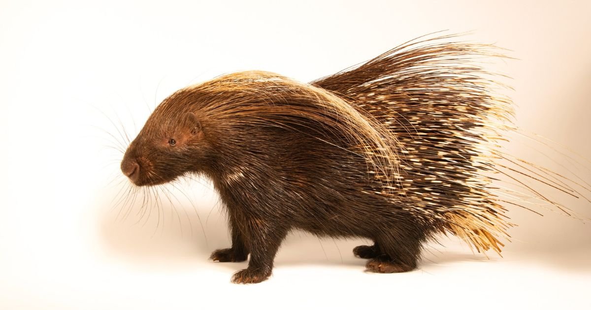 Porcupines in Georgia