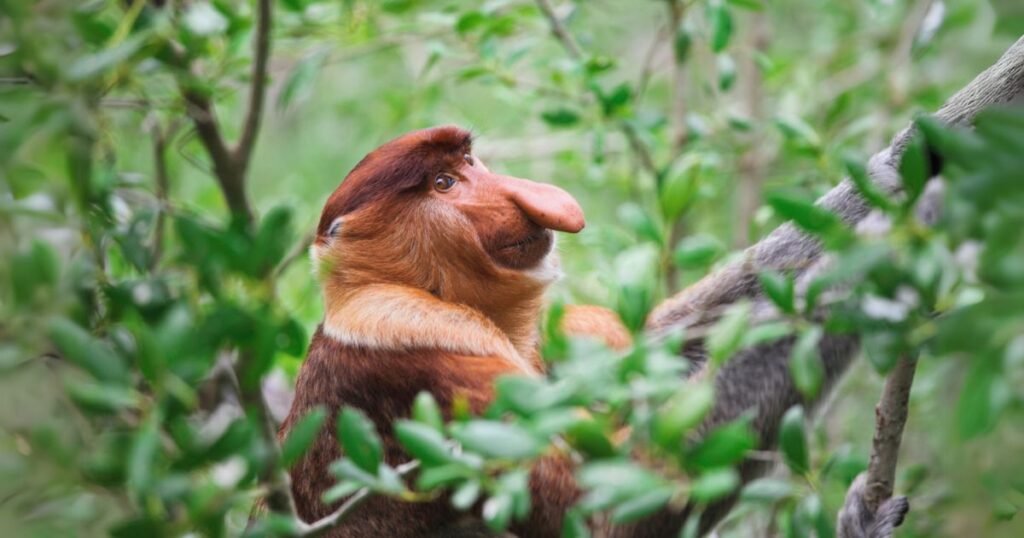 Proboscis Monkey animals with big noses