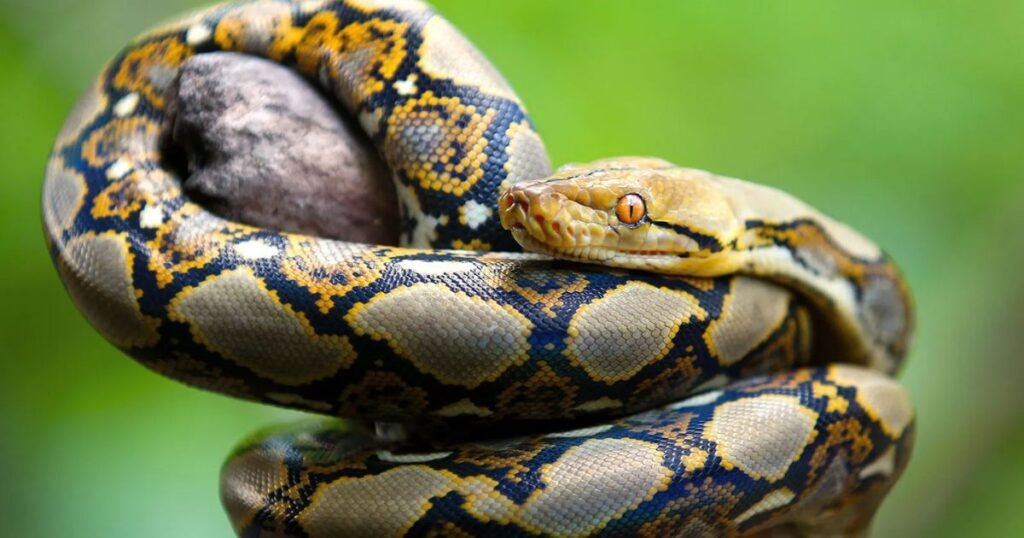 Pythons animals that sleep a lot