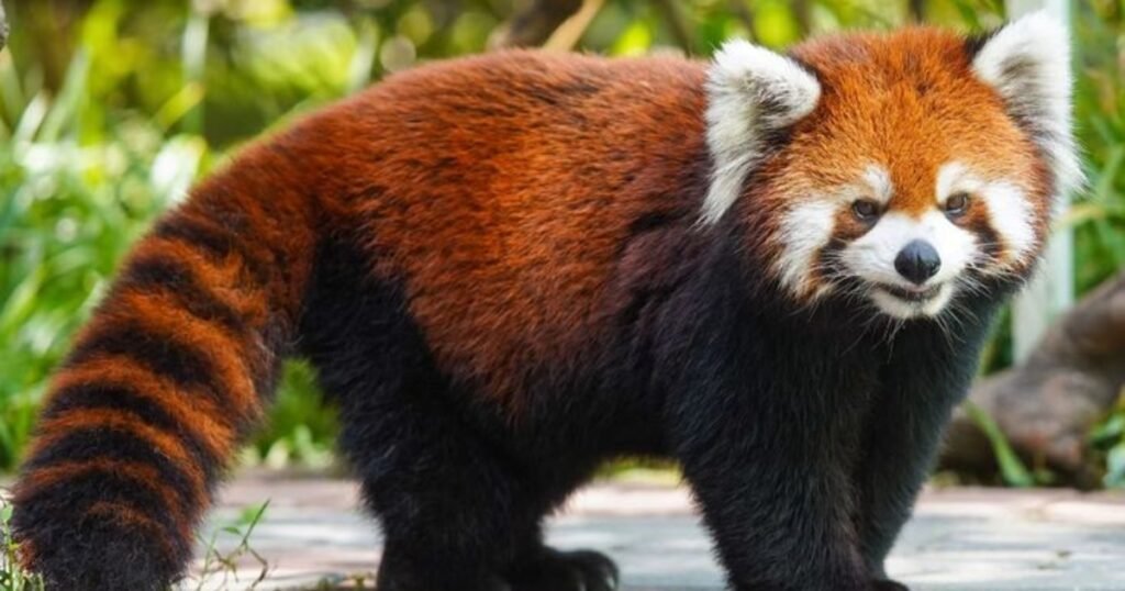 Red Panda animals like raccoons
