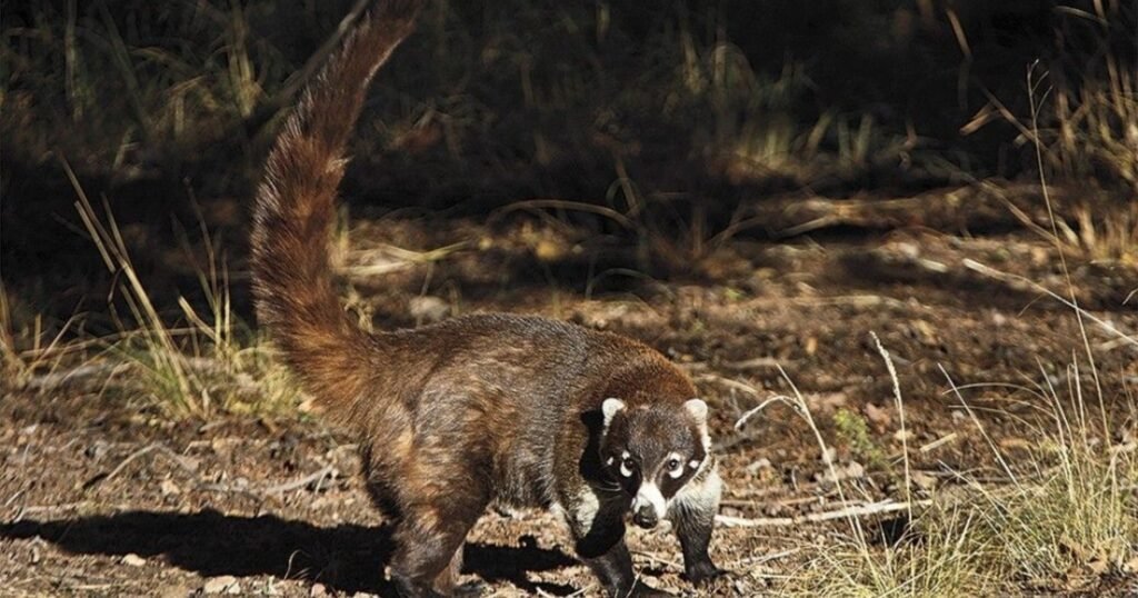 Ringtails Animals Similar to Raccoons