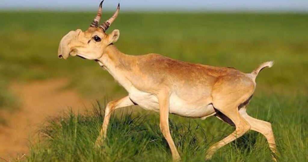 Saiga Antelope animals with snouts