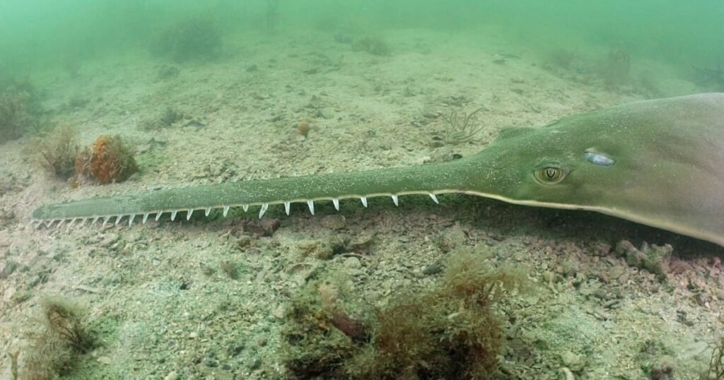 Saw fish elongated snout